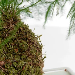 Kokedama de Esparraguera