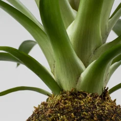 Kokedama de Guzmania