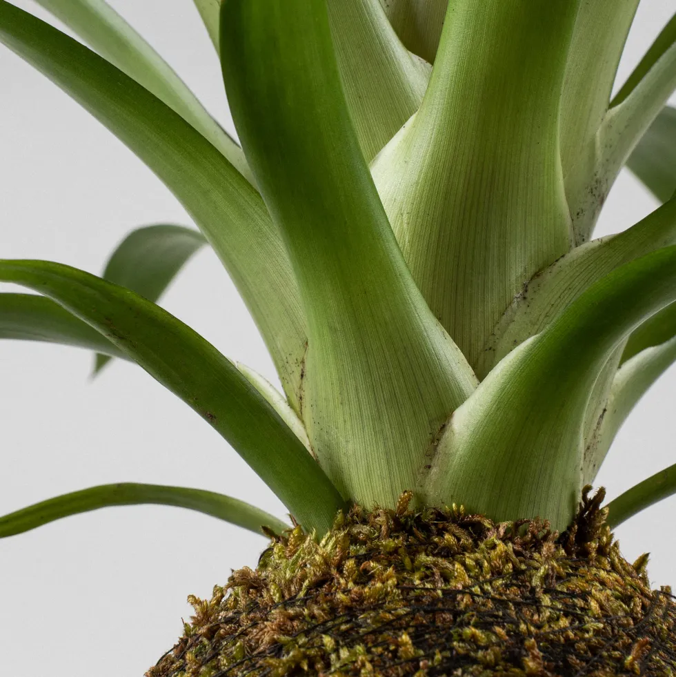 Kokedama de Guzmania
