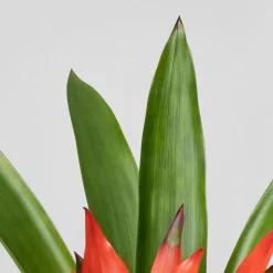 Kokedama de Guzmania