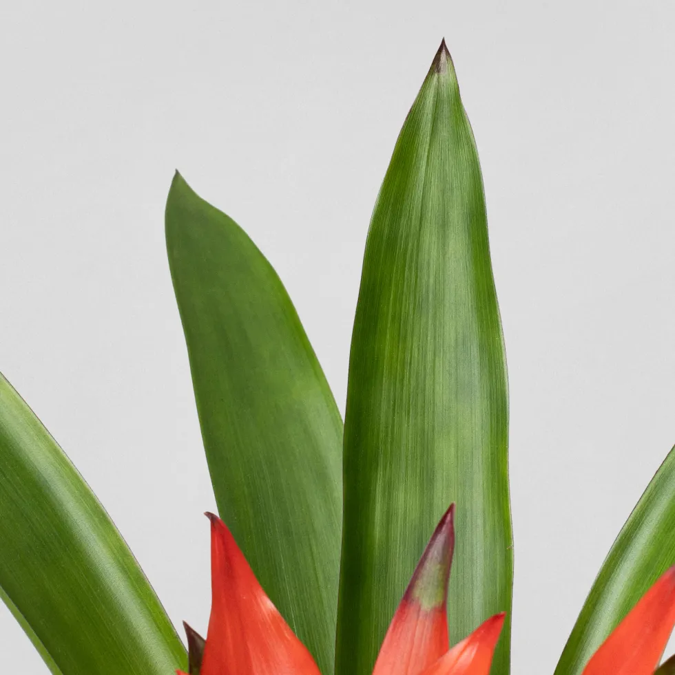 Kokedama de Guzmania