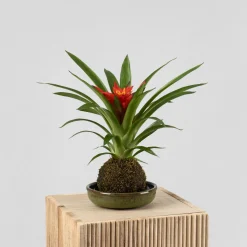 Kokedama de Guzmania