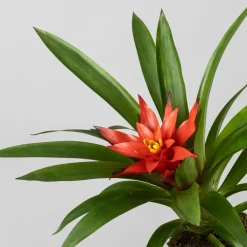 Kokedama de Guzmania