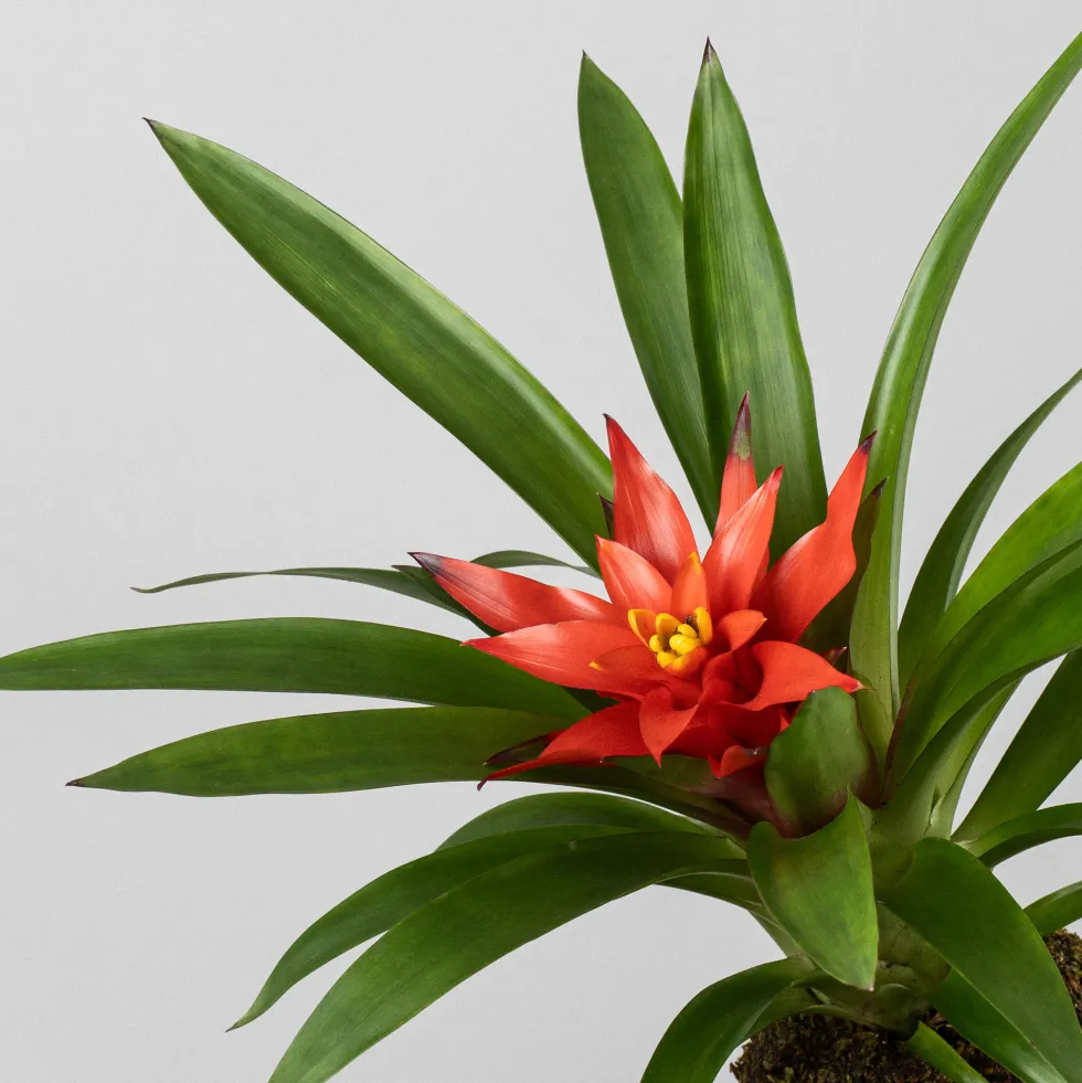 Kokedama de Guzmania