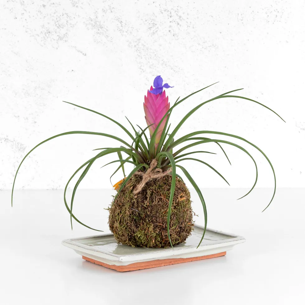 Kokedama de Tillandsia