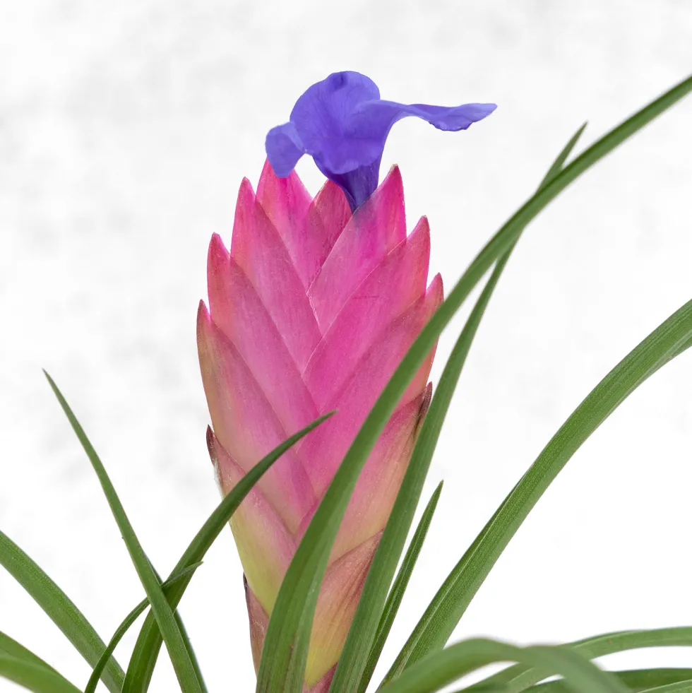 Kokedama de Tillandsia