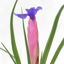 Kokedama de Tillandsia