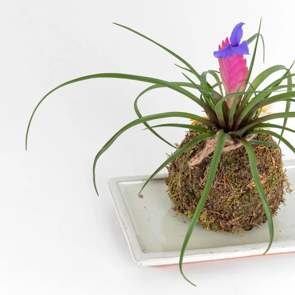 Kokedama de Tillandsia