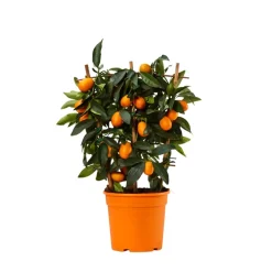 Kumquat (Citrus fortunella)