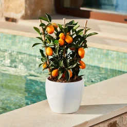 Kumquat (Citrus fortunella)