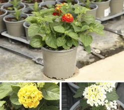 Lantana camara