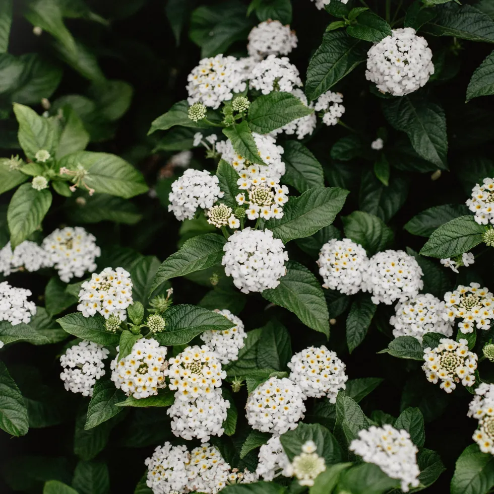 Lantana camara