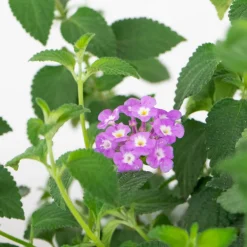 Lantana montevidensis
