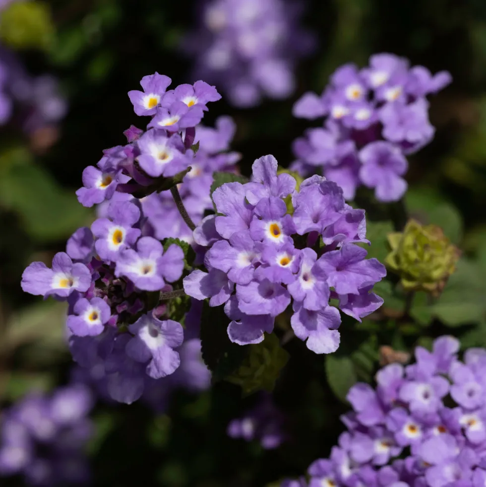 Lantana montevidensis