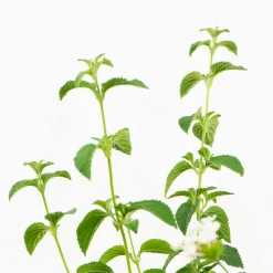 Lantana montevidensis
