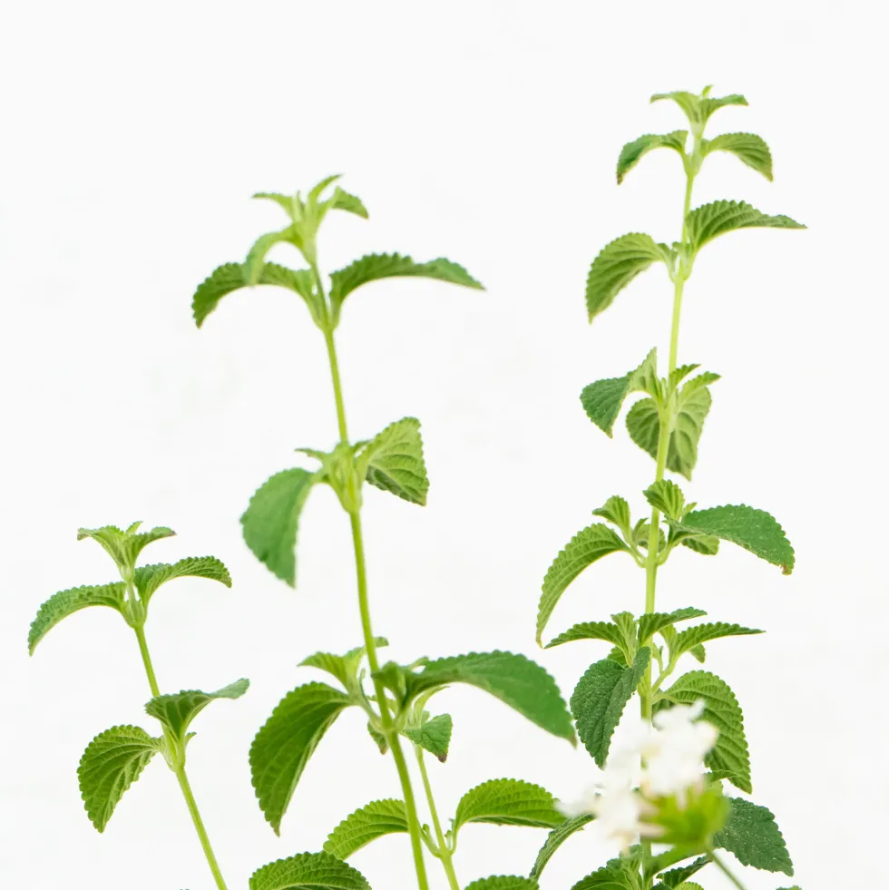 Lantana montevidensis