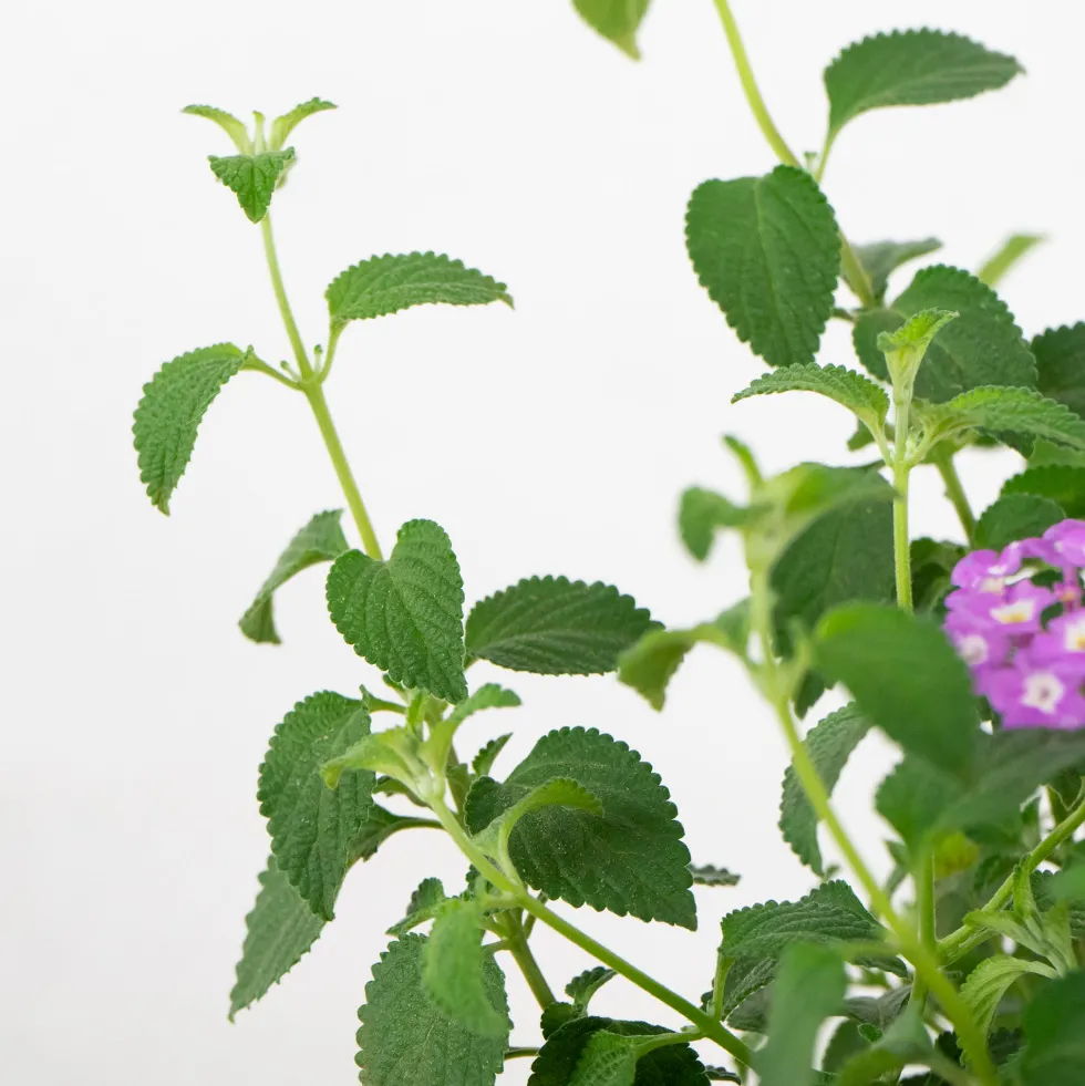 Lantana montevidensis