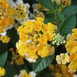 Lantana montevidensis