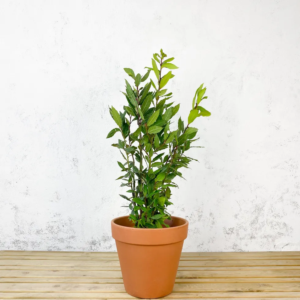 Laurel (Laurus nobilis)