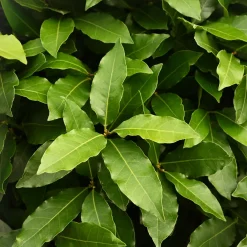 Laurel (Laurus nobilis)