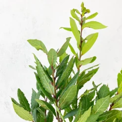 Laurel (Laurus nobilis)