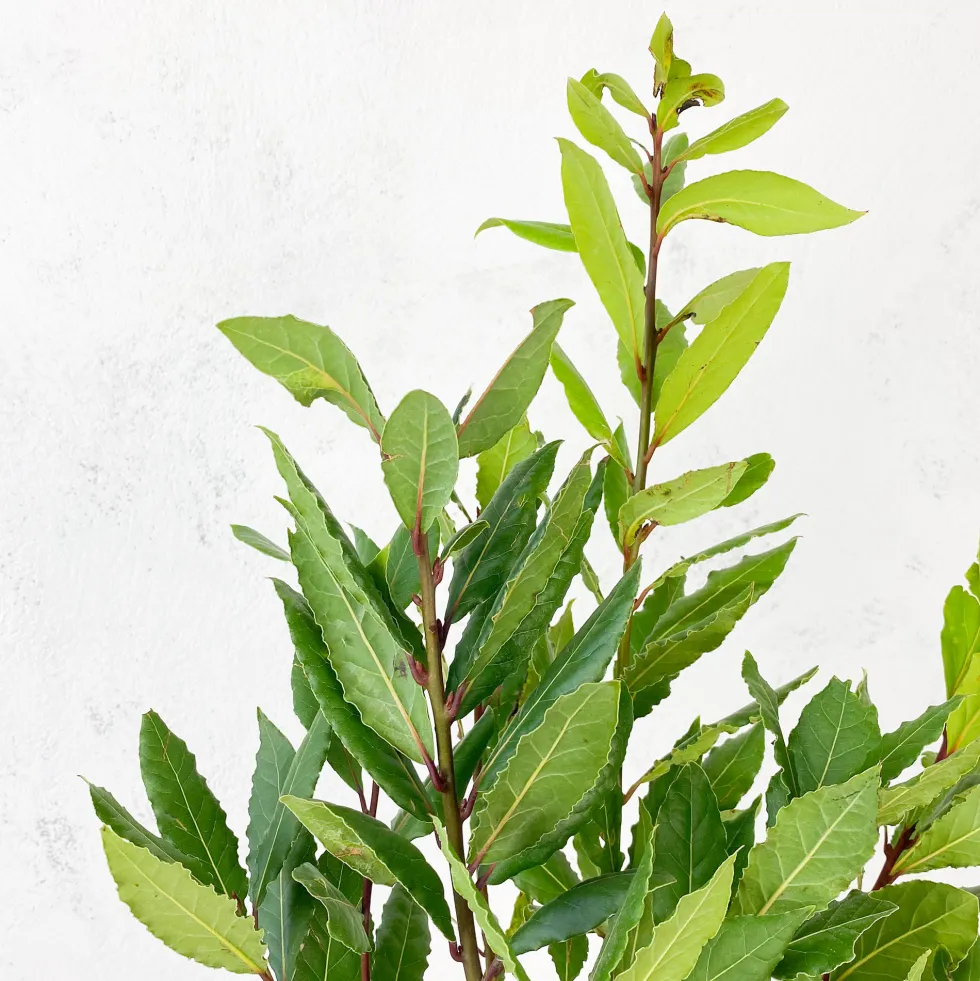 Laurel (Laurus nobilis)