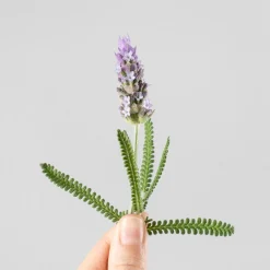 Lavanda dentata 'Candicans' - Planta aromática