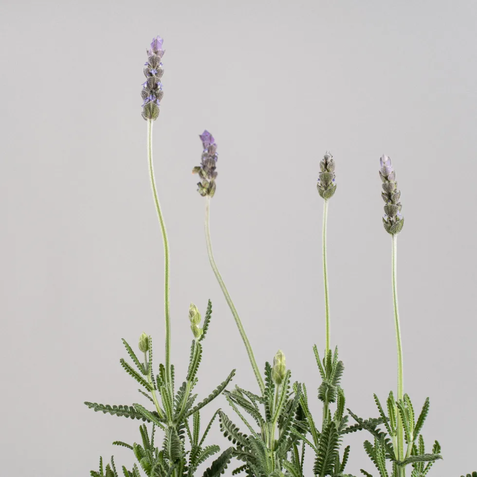 Lavanda dentata 'Candicans' - Planta aromática