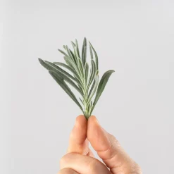 Lavandula angustifolia - Planta aromática