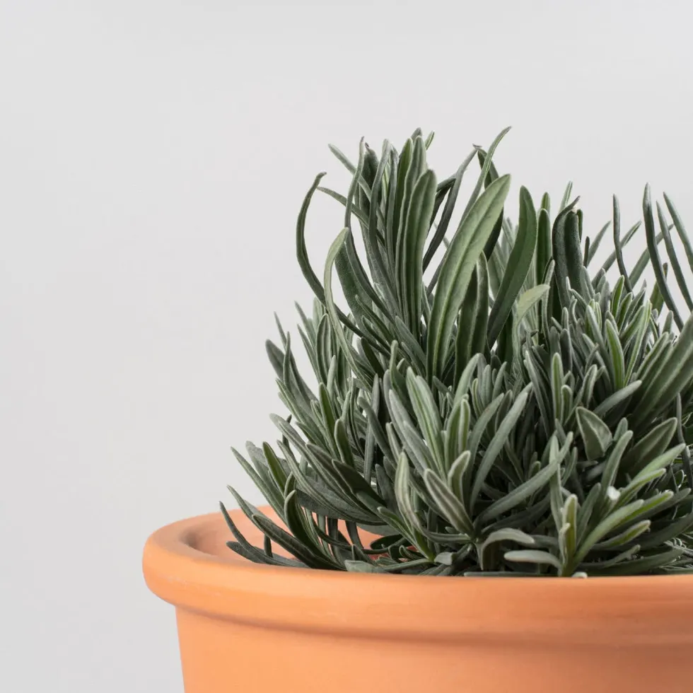 Lavandula angustifolia - Planta aromática