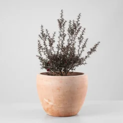 Leptospermum scoparium (Manuka)