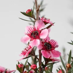 Leptospermum scoparium (Manuka)