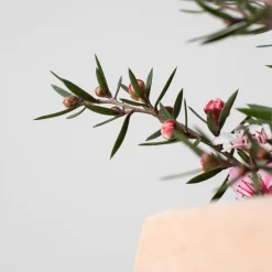 Leptospermum scoparium (Manuka)