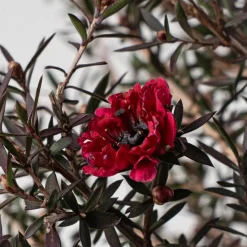 Leptospermum scoparium (Manuka)