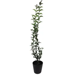Ligustrum japonicum (Aligustre)