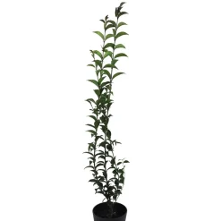 Ligustrum japonicum (Aligustre)