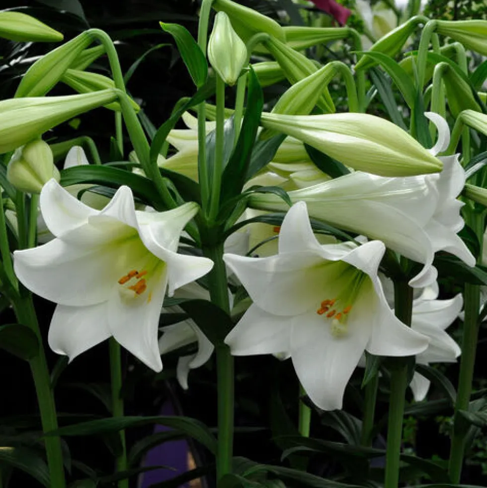 Lilium longiflorum 'Miracle'