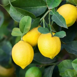 Limonero (Citrus limon)