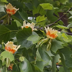Liriodendron tulipifera