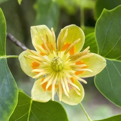 Liriodendron tulipifera