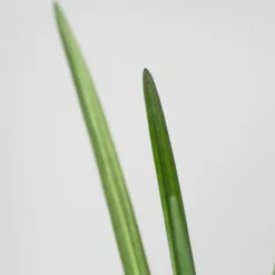 Liriope muscari 'Big blue'