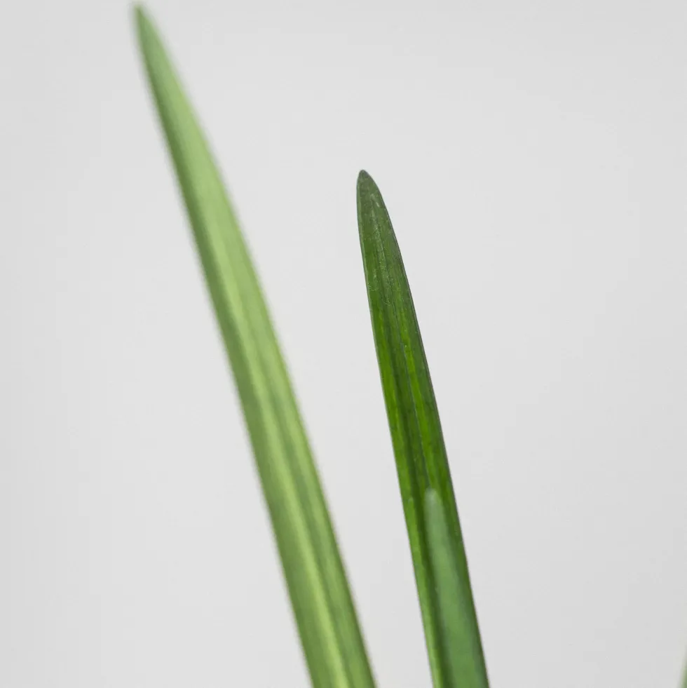 Liriope muscari 'Big blue'
