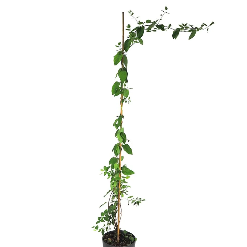 Lonicera japonica (Madreselva blanca)