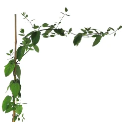 Lonicera japonica (Madreselva blanca)