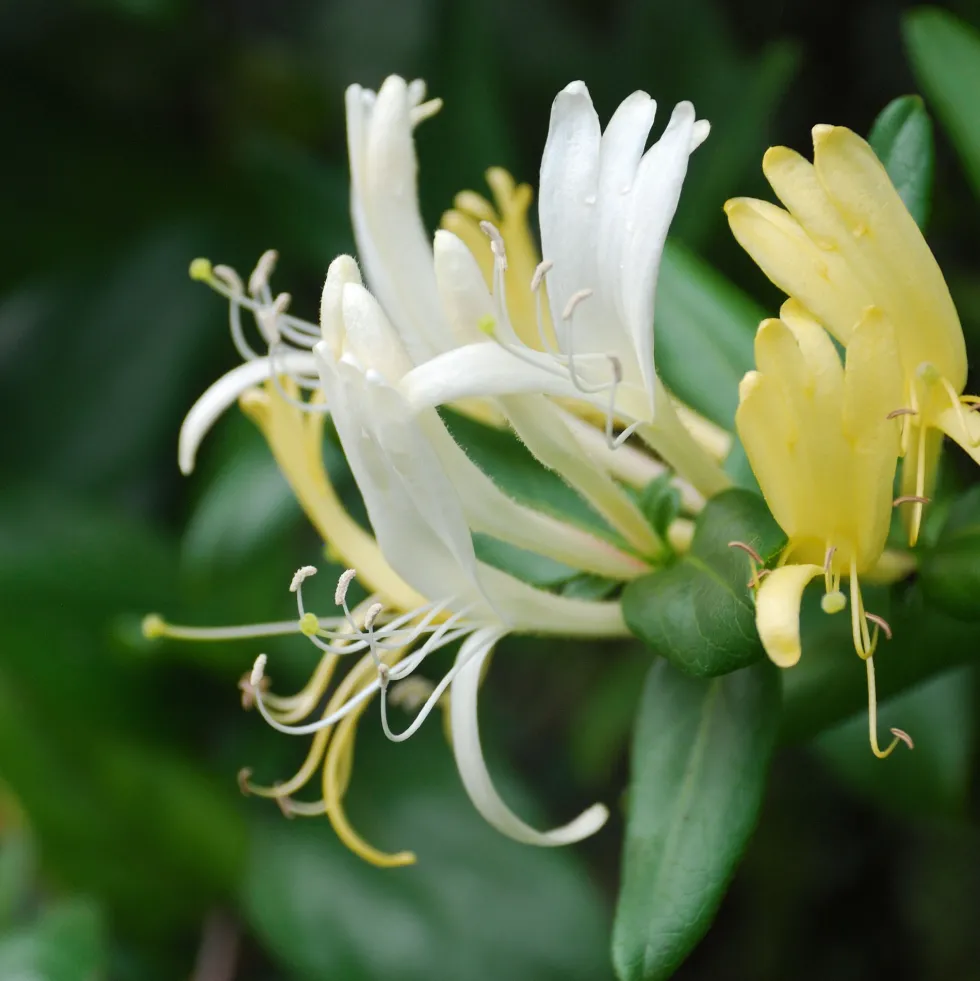 Lonicera japonica (Madreselva blanca)