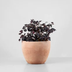 Loropetalum chinense 'Black Pearl'