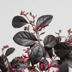 Loropetalum chinense 'Black Pearl'