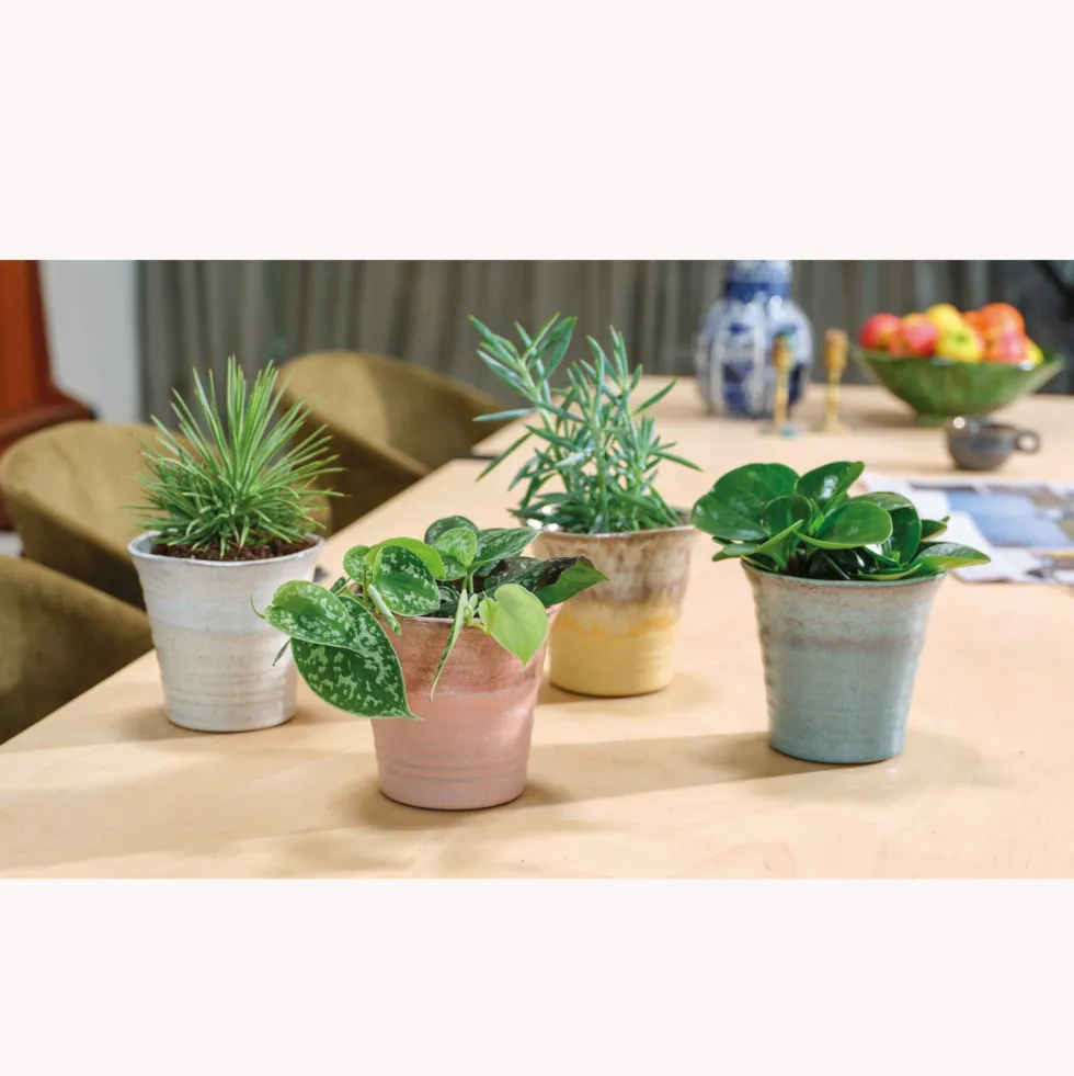 Maceta de Interior Decoris Andrés marrón rosado