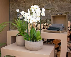 Maceta de Interior Hemera taupe