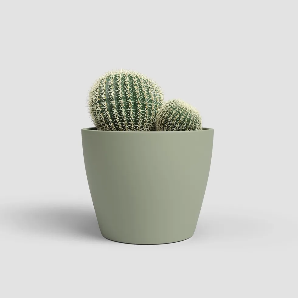 Maceta de Interior Nubia Cactus verde